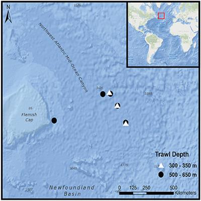 Frequency of Microplastics in Mesopelagic Fishes from the Northwest Atlantic